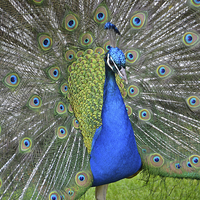 Buy canvas prints of Display of Peacock Feathers by Andrew Heaps
