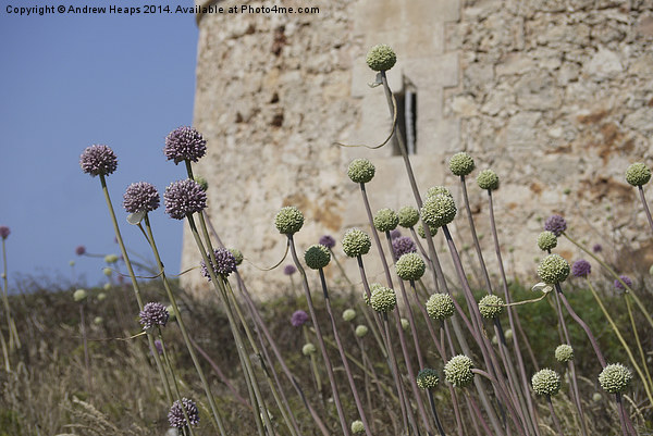 Enchanting Wild Garlic on Menorca Coast Picture Board by Andrew Heaps