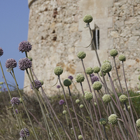 Buy canvas prints of Enchanting Wild Garlic on Menorca Coast by Andrew Heaps