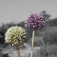 Buy canvas prints of  Purple and Green Wild Flowers in Minorca. by Andrew Heaps