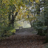 Buy canvas prints of Country Park Bench  by Andrew Heaps