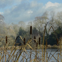 Buy canvas prints of  Water Reeds by Andrew Heaps