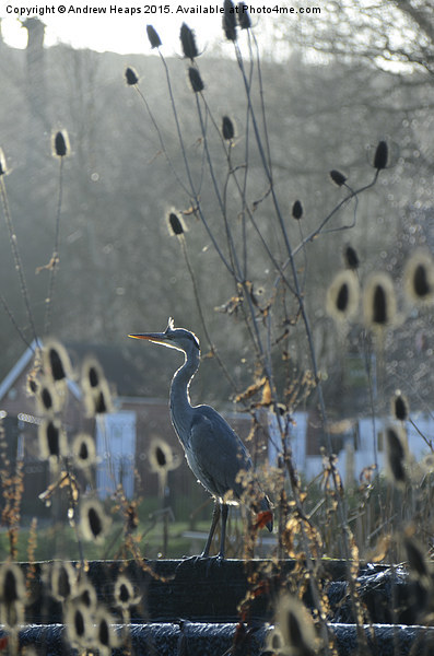 Heron at Trentham Gardens Picture Board by Andrew Heaps
