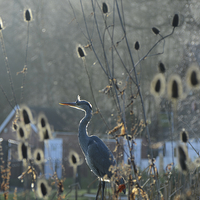 Buy canvas prints of Heron at Trentham Gardens by Andrew Heaps