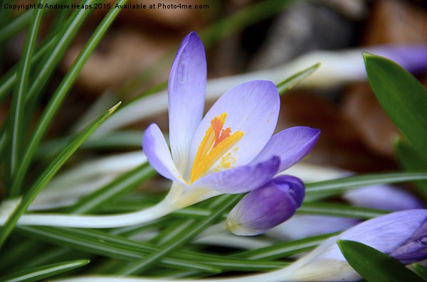  Fully Open Crocus Flower Picture Board by Andrew Heaps