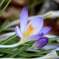 Buy canvas prints of  Fully Open Crocus Flower by Andrew Heaps
