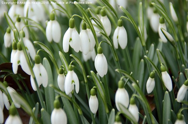  Snow drops flowers Picture Board by Andrew Heaps