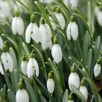 Buy canvas prints of  Snow drops flowers by Andrew Heaps
