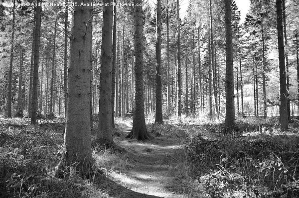  Enchanted Forest Path In Welshpool area Picture Board by Andrew Heaps