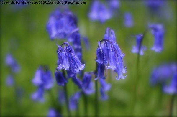 Enchanting Blue Bell Forest Picture Board by Andrew Heaps