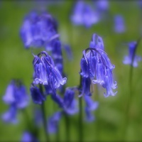 Buy canvas prints of Enchanting Blue Bell Forest by Andrew Heaps