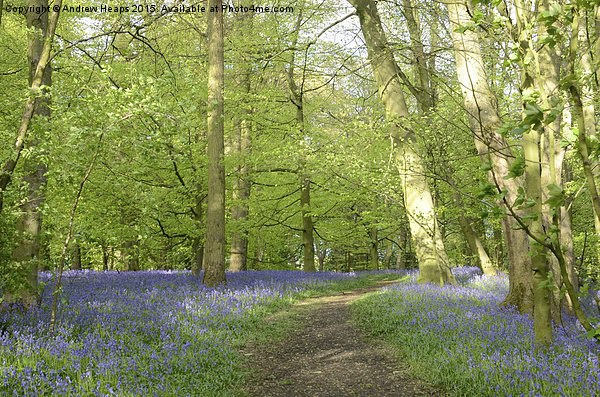  Blue bells of spring enchanted Forest. Picture Board by Andrew Heaps
