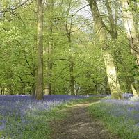 Buy canvas prints of  Blue bells of spring enchanted Forest. by Andrew Heaps