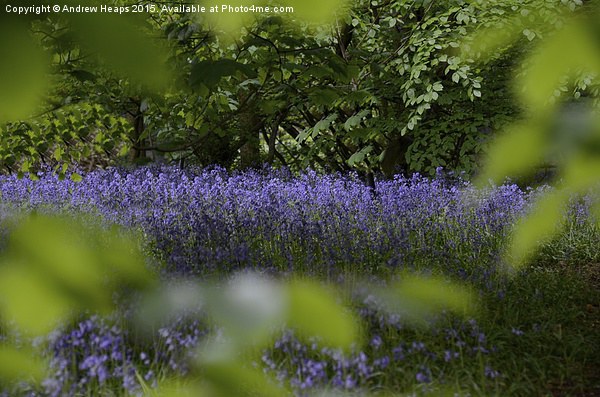  Blue Bells of spring. Picture Board by Andrew Heaps