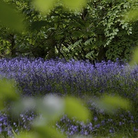 Buy canvas prints of  Blue Bells of spring. by Andrew Heaps