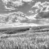 Buy canvas prints of  Field of crop blowing in the wind. by Andrew Heaps