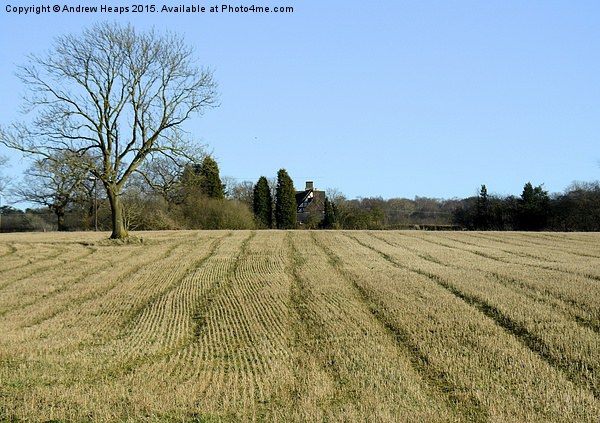 Straight lines in crop field. Picture Board by Andrew Heaps