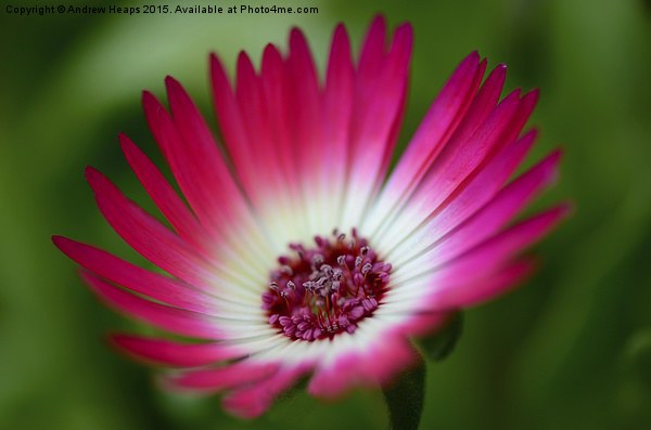  Pink Mesembryanthemum Picture Board by Andrew Heaps
