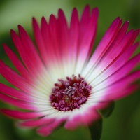 Buy canvas prints of  Pink Mesembryanthemum by Andrew Heaps