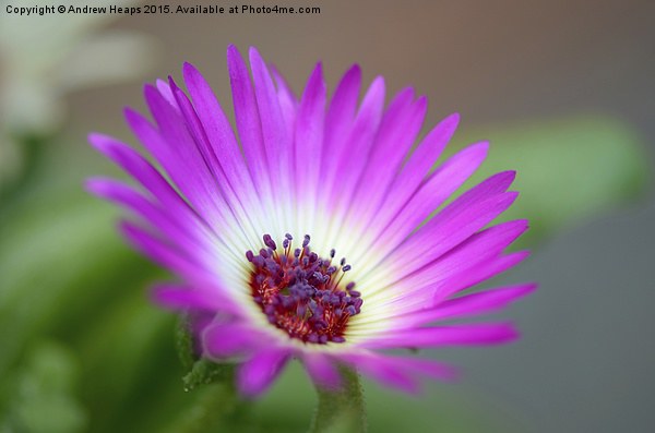 Purple  Mesembryanthemum Picture Board by Andrew Heaps