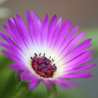 Buy canvas prints of Purple  Mesembryanthemum by Andrew Heaps