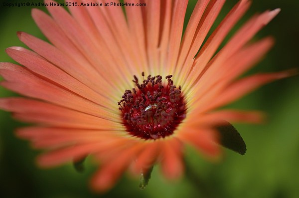 Vibrant Orange Mesembryanthemum Picture Board by Andrew Heaps