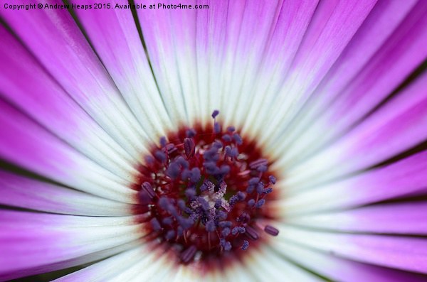 Purple  Mesembryanthemum Picture Board by Andrew Heaps