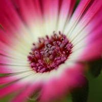 Buy canvas prints of  Mesembryanthemum by Andrew Heaps