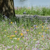 Buy canvas prints of  Meadow Flowers by Andrew Heaps