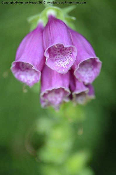 Enchanting Purple Foxglove Picture Board by Andrew Heaps