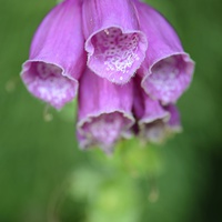 Buy canvas prints of Enchanting Purple Foxglove by Andrew Heaps