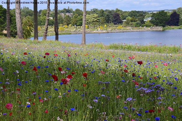 Flower meadow at Trentham Gardens Picture Board by Andrew Heaps