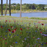 Buy canvas prints of Flower meadow at Trentham Gardens by Andrew Heaps