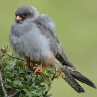 Buy canvas prints of  Red Footed Falcon by Andrew Heaps