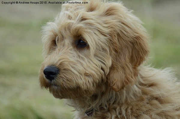  Young Golden Doodle Picture Board by Andrew Heaps