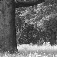 Buy canvas prints of  Curious Stag. by Andrew Heaps