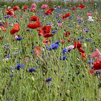 Buy canvas prints of Wildflowers Dancing in Trenthams Meadow by Andrew Heaps