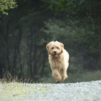 Buy canvas prints of  Golden Doodle Puppy Running back by Andrew Heaps