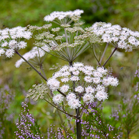 Buy canvas prints of The Serenity of Wild Carrot by Andrew Heaps