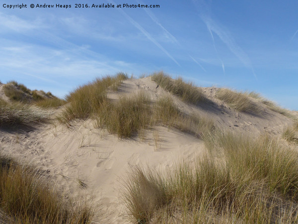 Golden Hour on Serene Seaside Dunes Picture Board by Andrew Heaps