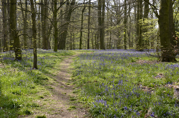 Bluebell Wood Picture Board by Andrew Heaps