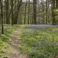 Buy canvas prints of Bluebell Wood by Andrew Heaps