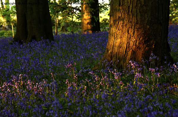 Bluebells in the wood Picture Board by Andrew Heaps