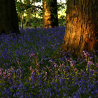 Buy canvas prints of Bluebells in the wood by Andrew Heaps