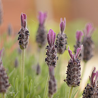 Buy canvas prints of Lavender flowers by Andrew Heaps