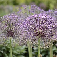 Buy canvas prints of Purple ball shaped flowers  by Andrew Heaps