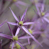 Buy canvas prints of Macro of ( Allium giganteum)  Purple flower by Andrew Heaps