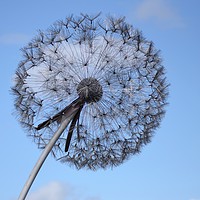 Buy canvas prints of Dandelion  by Andrew Heaps