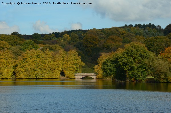 Local Lake in Staffordshire Picture Board by Andrew Heaps