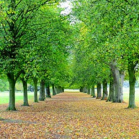 Buy canvas prints of Autumn avenue of tress in Marbury Park. by Andrew Heaps